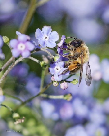 Bijtje in de tuin