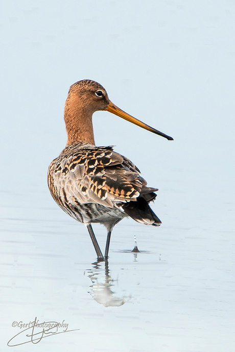 Grutto (Limosa limosa)