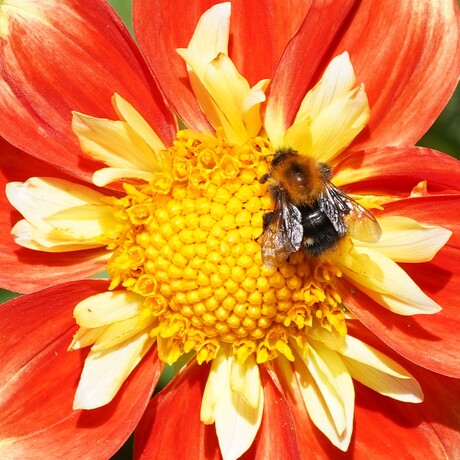 Bij op Dahlia.