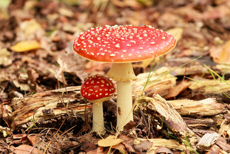 Onder moeders paraplu