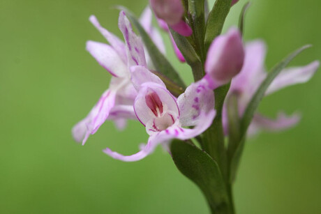 Gevlekte orchis