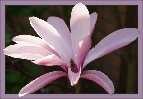 Nog een magnolia