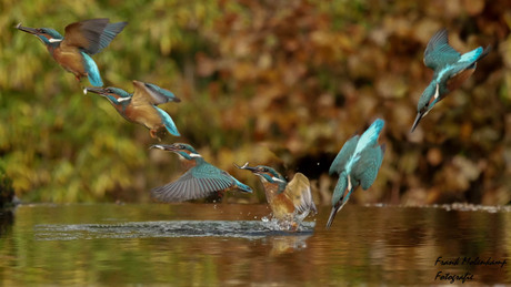 IJsvogel Samengesteld