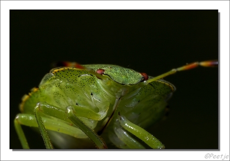 Groene stinkwants