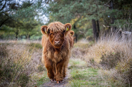 Schotse hooglander 