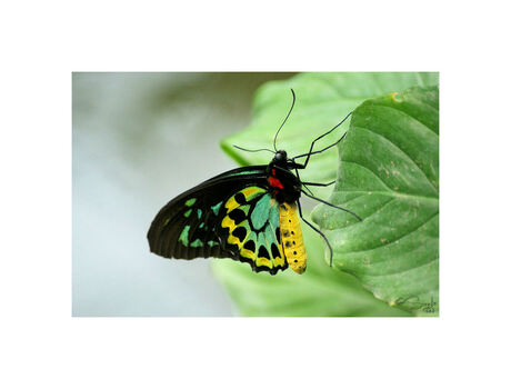 Vogelvlinder(Ornithoptera priamus)