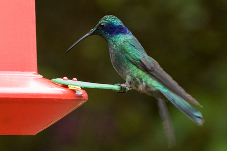Violetoor kolibrie