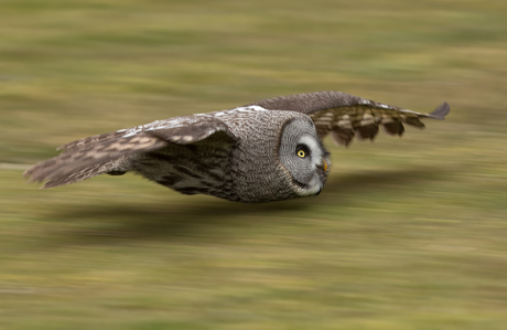 Owl flight