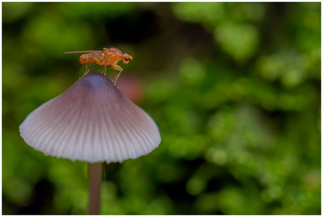 Paddenstoel met vliegje (2).......