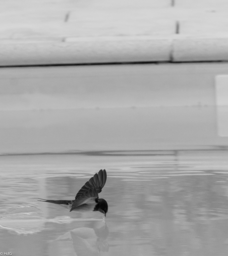 Zwaluw drinkt uit zwembad