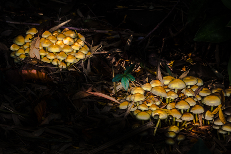 lichtjes in het donker