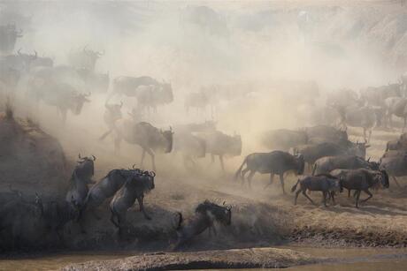 Crossing Mara River 4