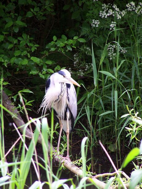 Reiger