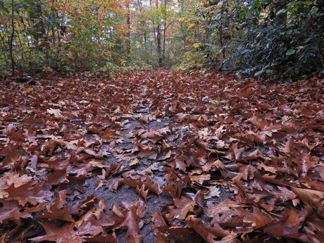 Heerlijke Herfst