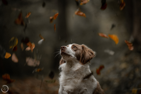 Herfst met deze lieve hond