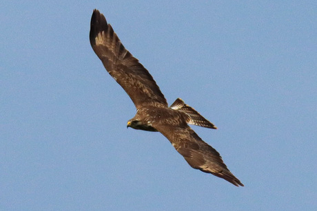 Buizerd in glijvlucht