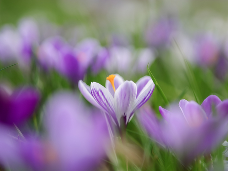 Crocus focus