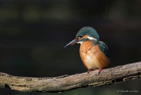 ijsvogel