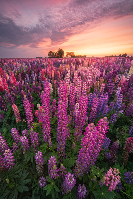 Lupines