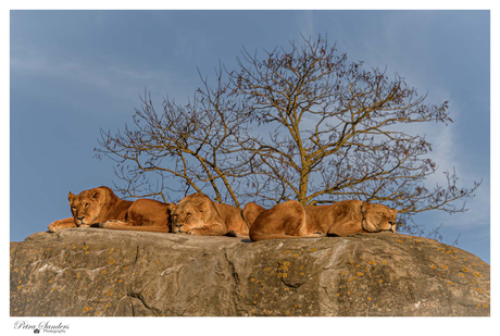 Luieren in de winterzon