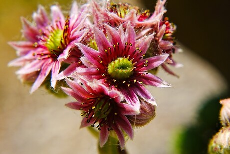 Fleurig