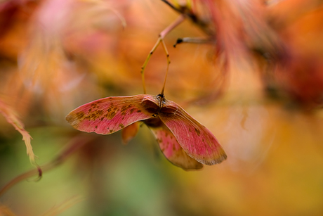 Kleurrijke herfst