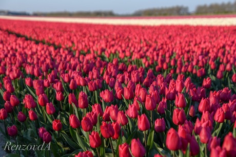 Tulpen op Flakkee