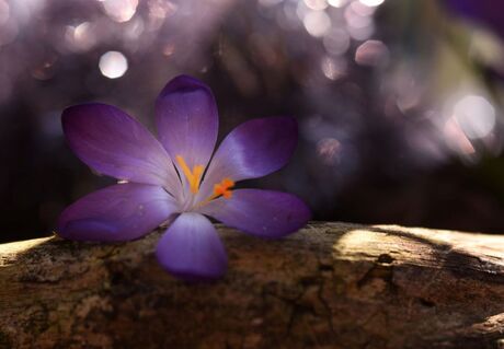 Krokus met bokeh