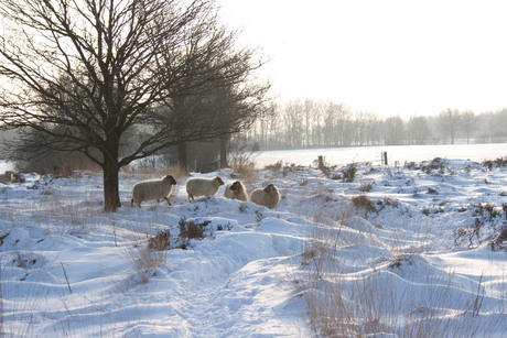 schapen in de sneeuw op de heide