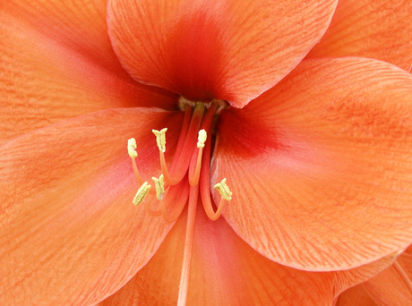 Amaryllis