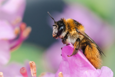 Bee Happy !