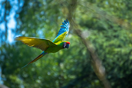 Macaw