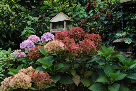 najaar in mijn tuin