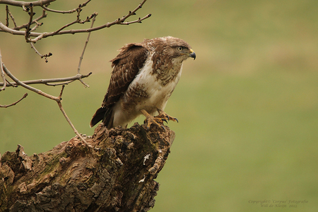 Buizerd