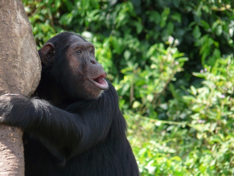 Chimpansee island Uganda
