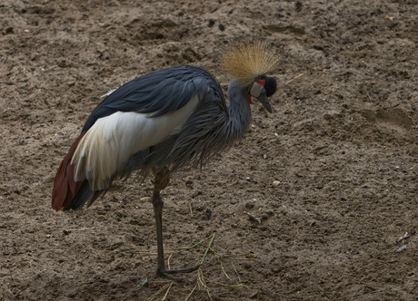 Kroonkraanvogel