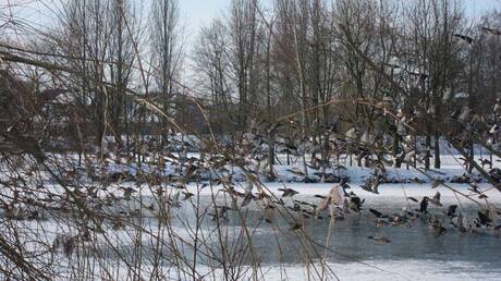 Zwerm vogels