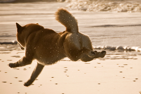 Kendo in actie