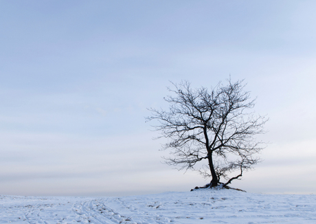 Tree in Snow.jpg