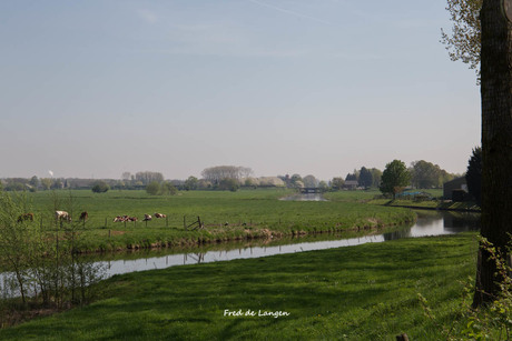 Betuwe in bloei