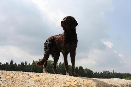 hond op heuvel