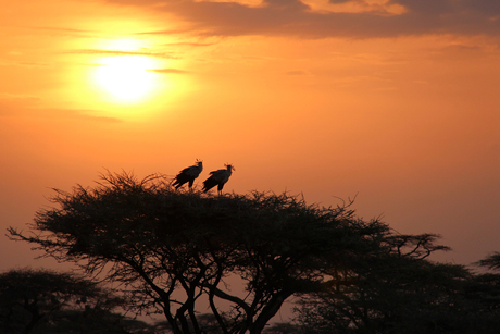 Secretarisvogels in Kenia