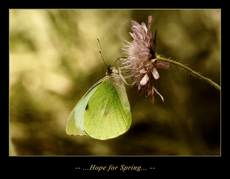 Hope for Spring