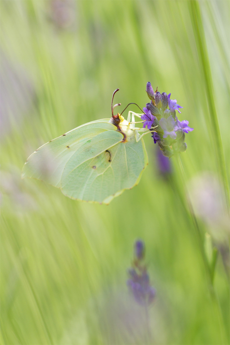 lavendel