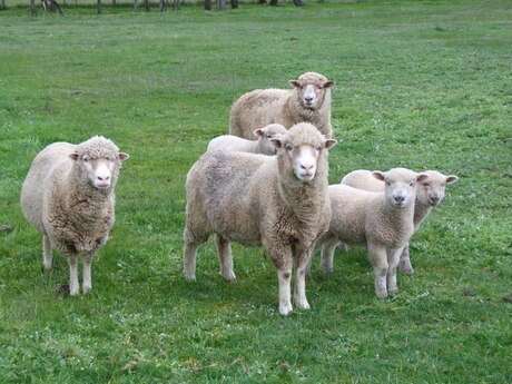 Aussie sheep