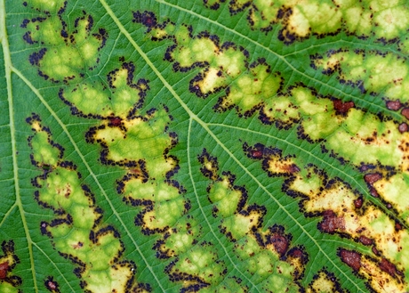 Herfst in de wijngaard