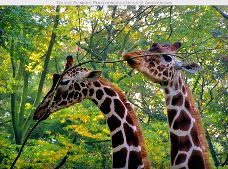 L'amour de deux giraffes...