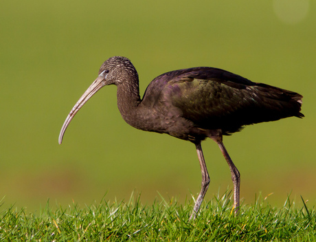 zwarte ibis