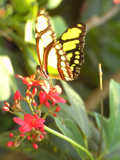 Vlinder op bloem