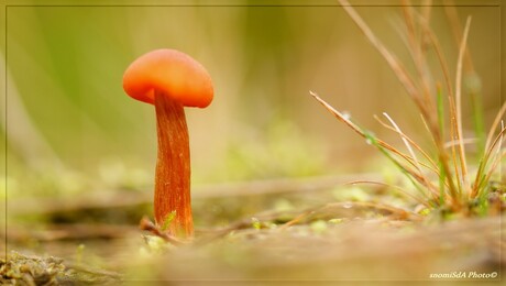 Zo heel alleen op die grote heide